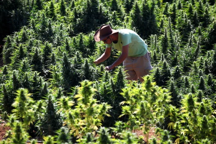 The new cannabis strain offers the drug's medicinal benefits to patients who do not wish to feel intoxicated