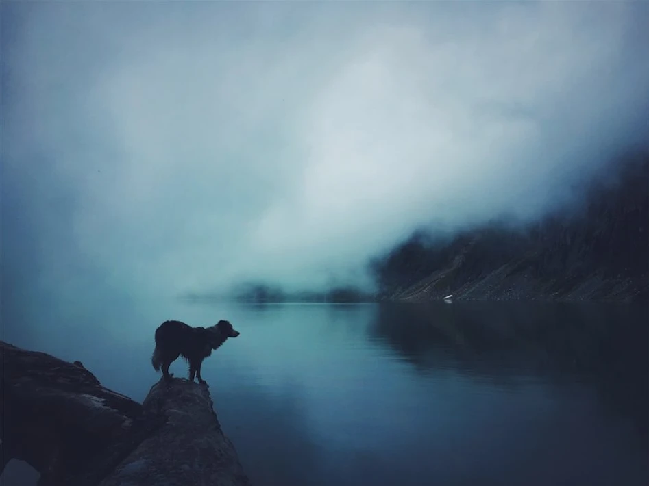 Honorable mention in the animals category of the 2018 iPhone Photography Awards