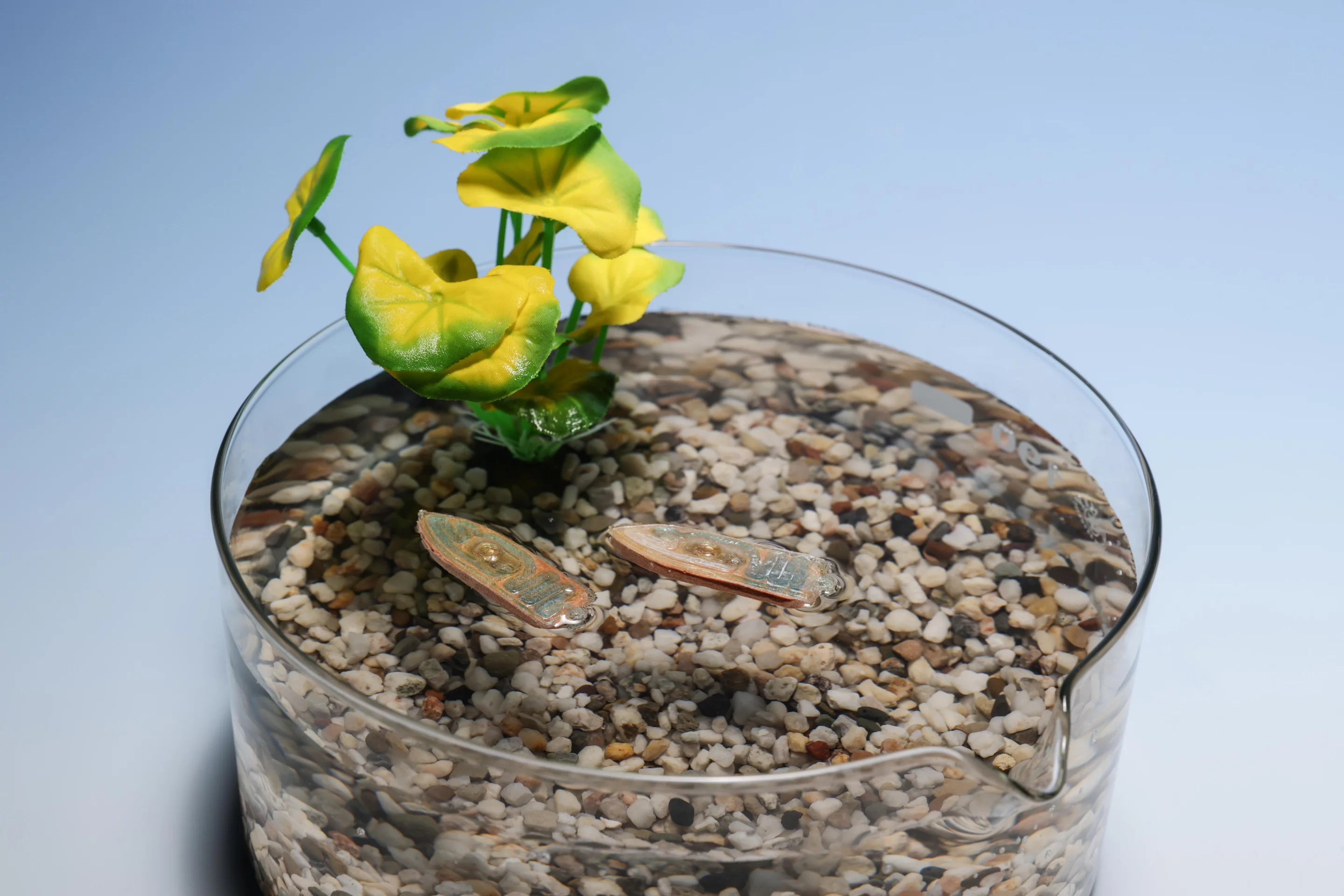 The robots' bodies are made of molded and freeze-dried commercial fish feed, along with other biodegradable materials