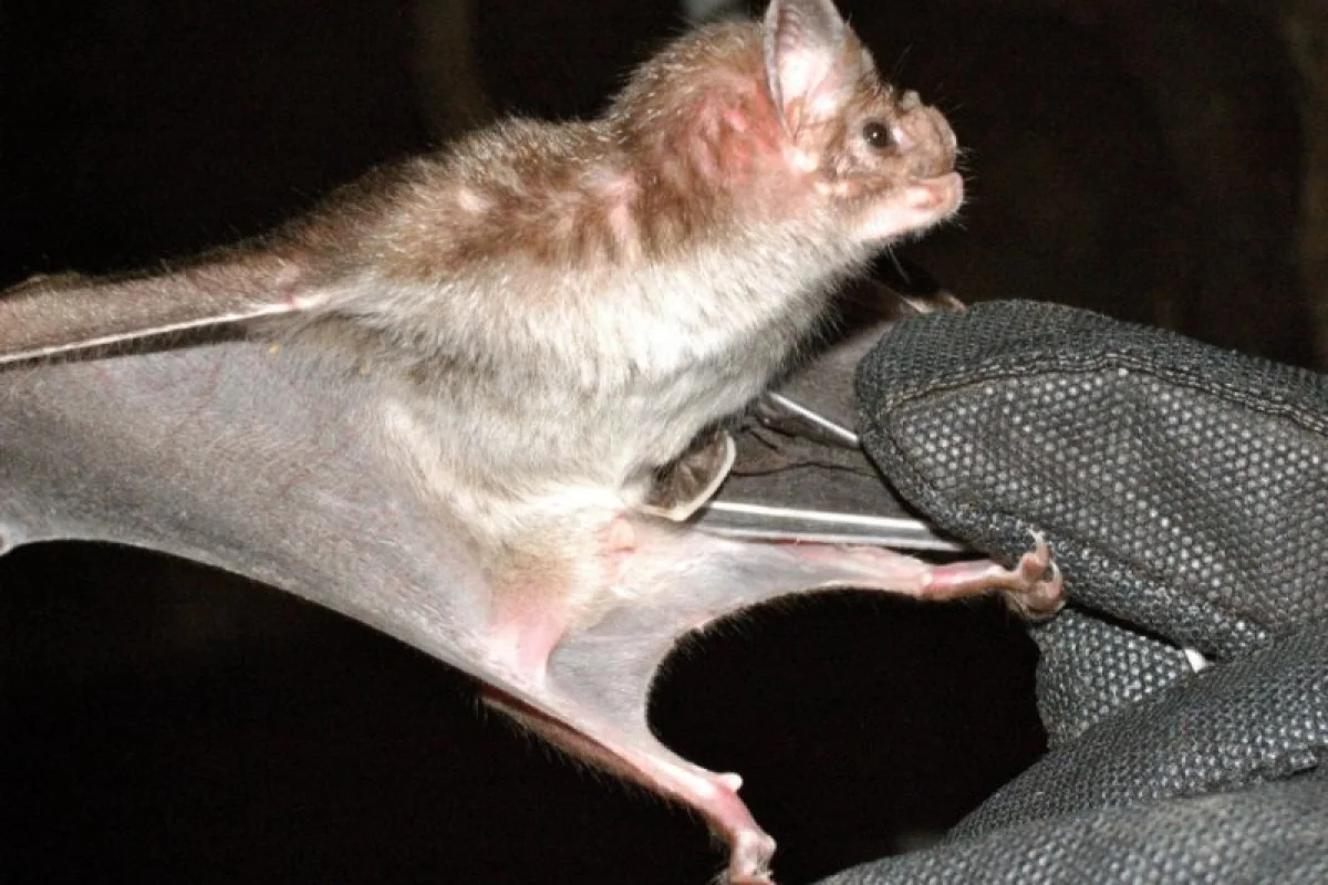 A peptide found in the venom of vampire bats may translate into a new class of blood-pressure regulating drugs