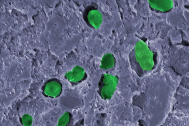 Researchers have created a biocoating containing cyanobacteria (green) that produces oxygen and can capture carbon dioxide