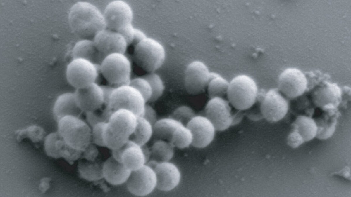 First truly synthetic organism created using four bottles of chemicals