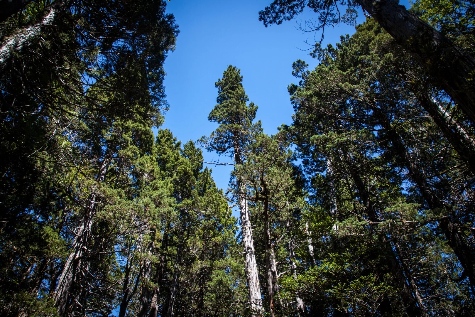 Alerces were declared a national monument in 1976