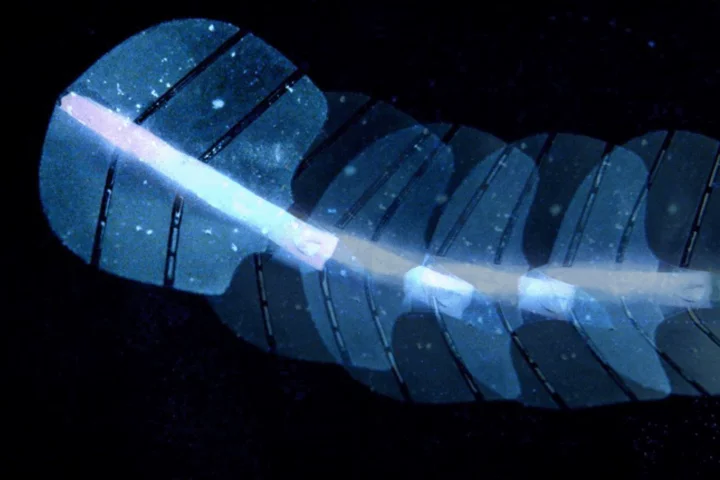Stingraybot Uses Microbubble Muscles Controlled by Ultrasound