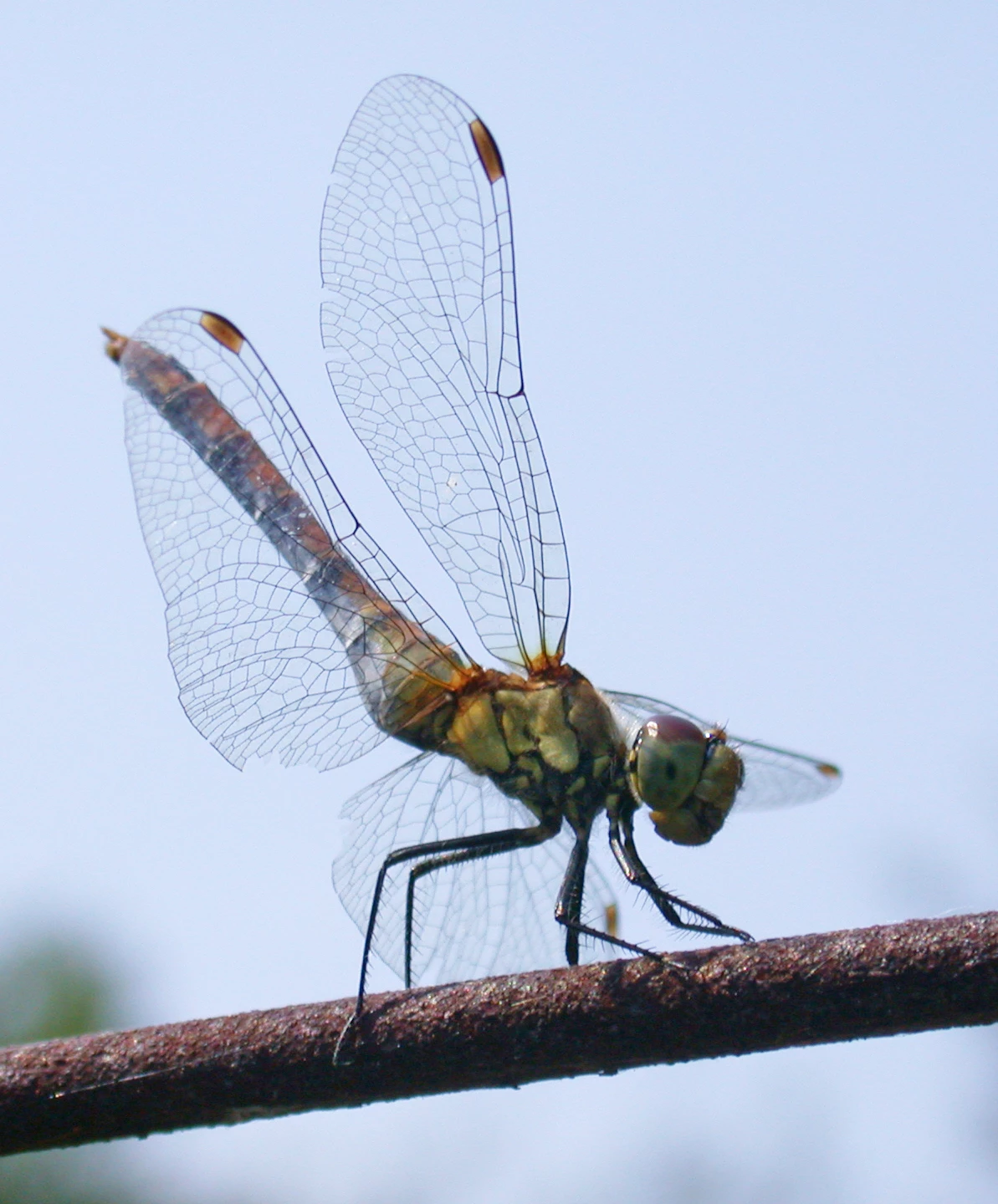 Scientists have taken inspiration from dragonfly wings to develop new splints for injured joints that offer support but don't restrict movement