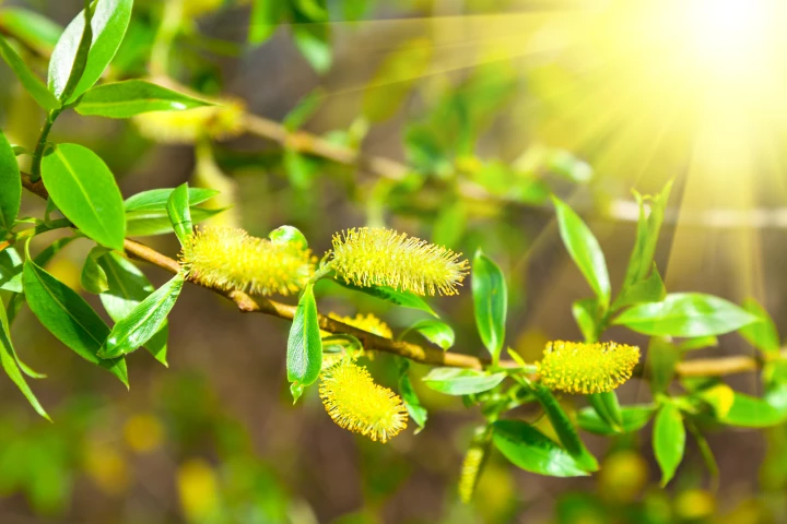 Scientists have discovered a new chemical in willow trees that has shown potential to kill a variety of cancer cells in the lab