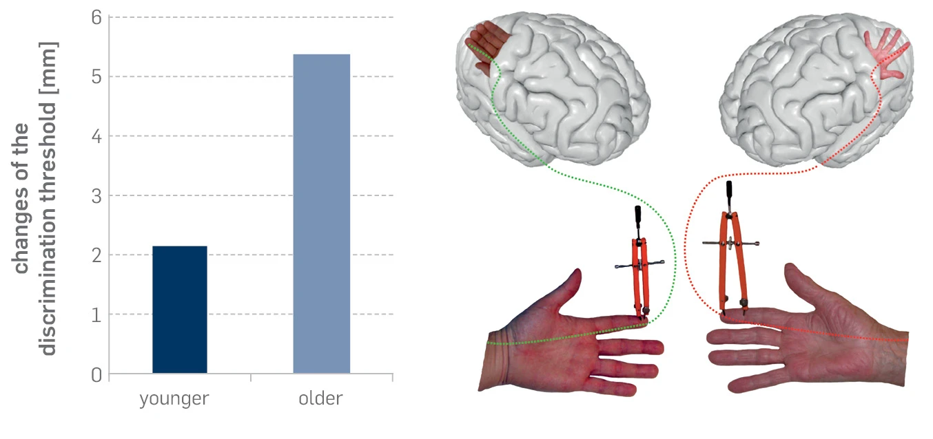 Before the stimulation treatment, the tactile discrimination (quality of the sense of touch) of the 65 to 89 year olds was far poorer than the younger group