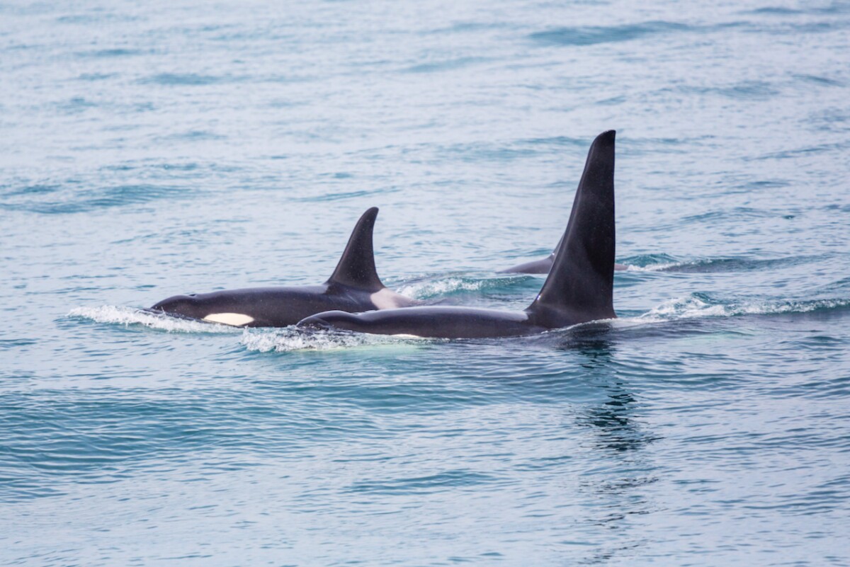 Orcas are one of the mammal species in which the difference between female and male lifespans is most apparent