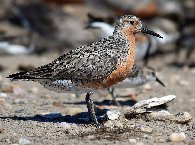 The red knot, which eats horseshoe crab eggs