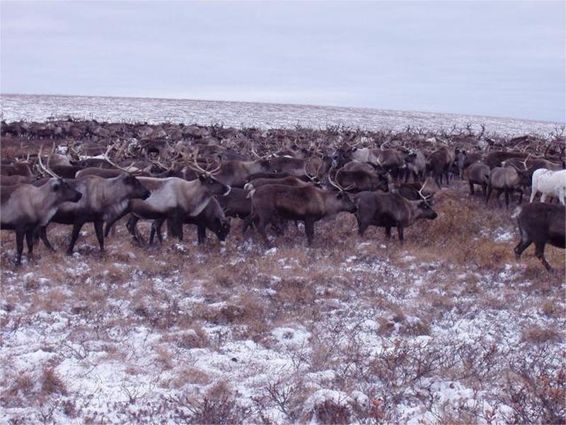 Reindeer are the most common creatures at Pleistocene Park