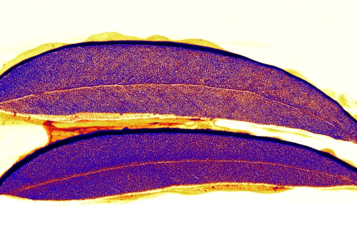 Eucalyptus leaves showing traces of different minerals including gold
