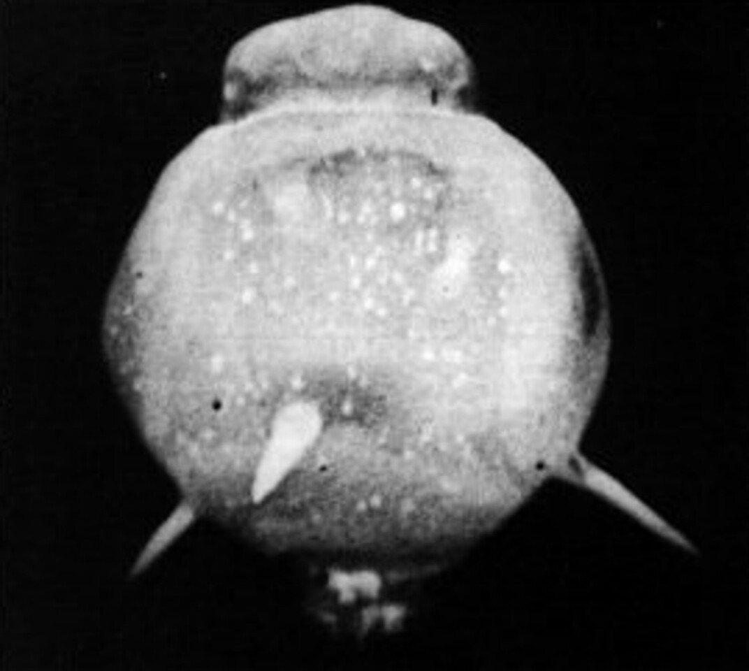 Fusion bob caught at the moment of detonation