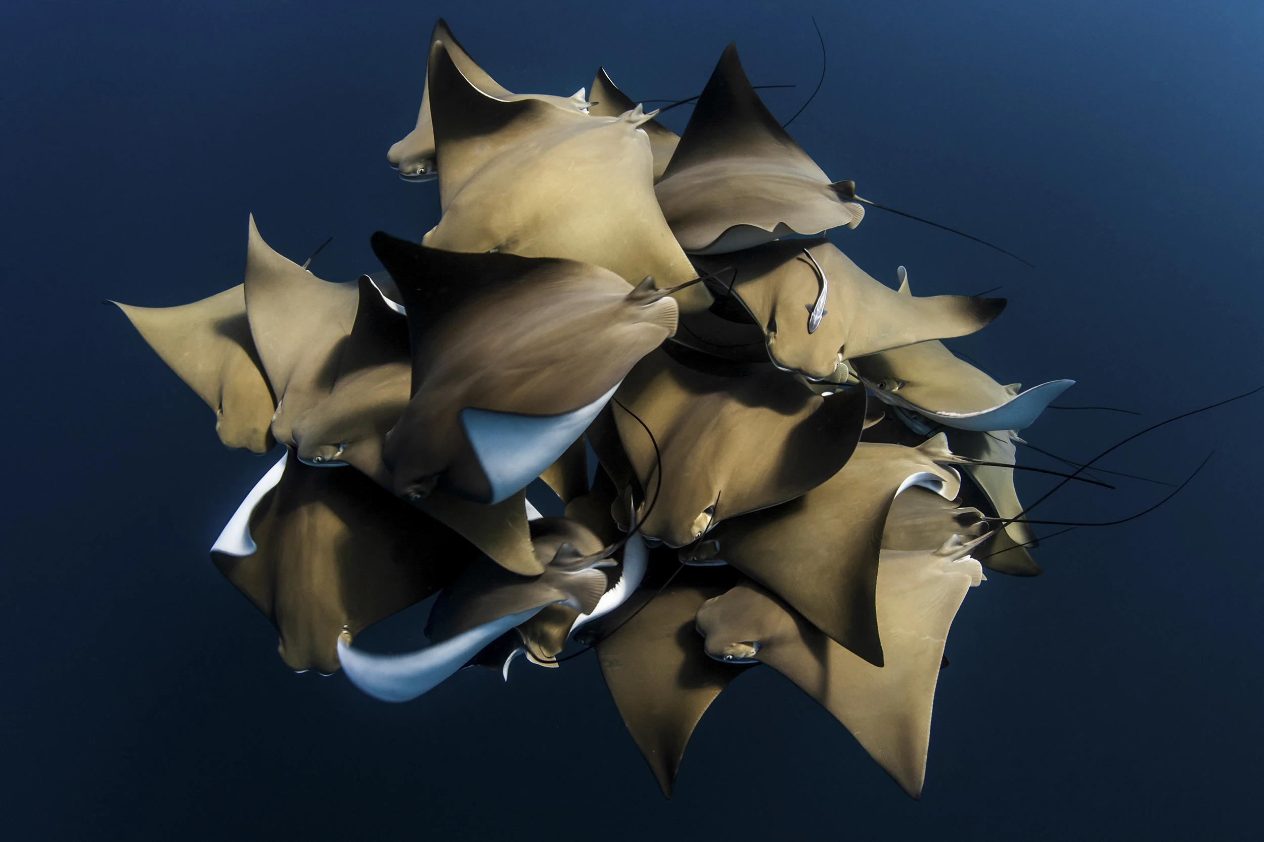 Third Place, Water. A large grouping of Cownose Rays (Rhinoptera bonasus) taken on Ningaloo Reef, Western Australia.