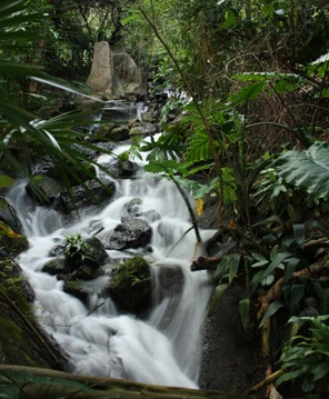 Inside the Rainforest Biome