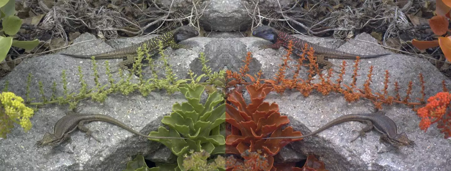 Mirrored images of a Tenerife lizard as seen by a human (left) and by another lizard (right)