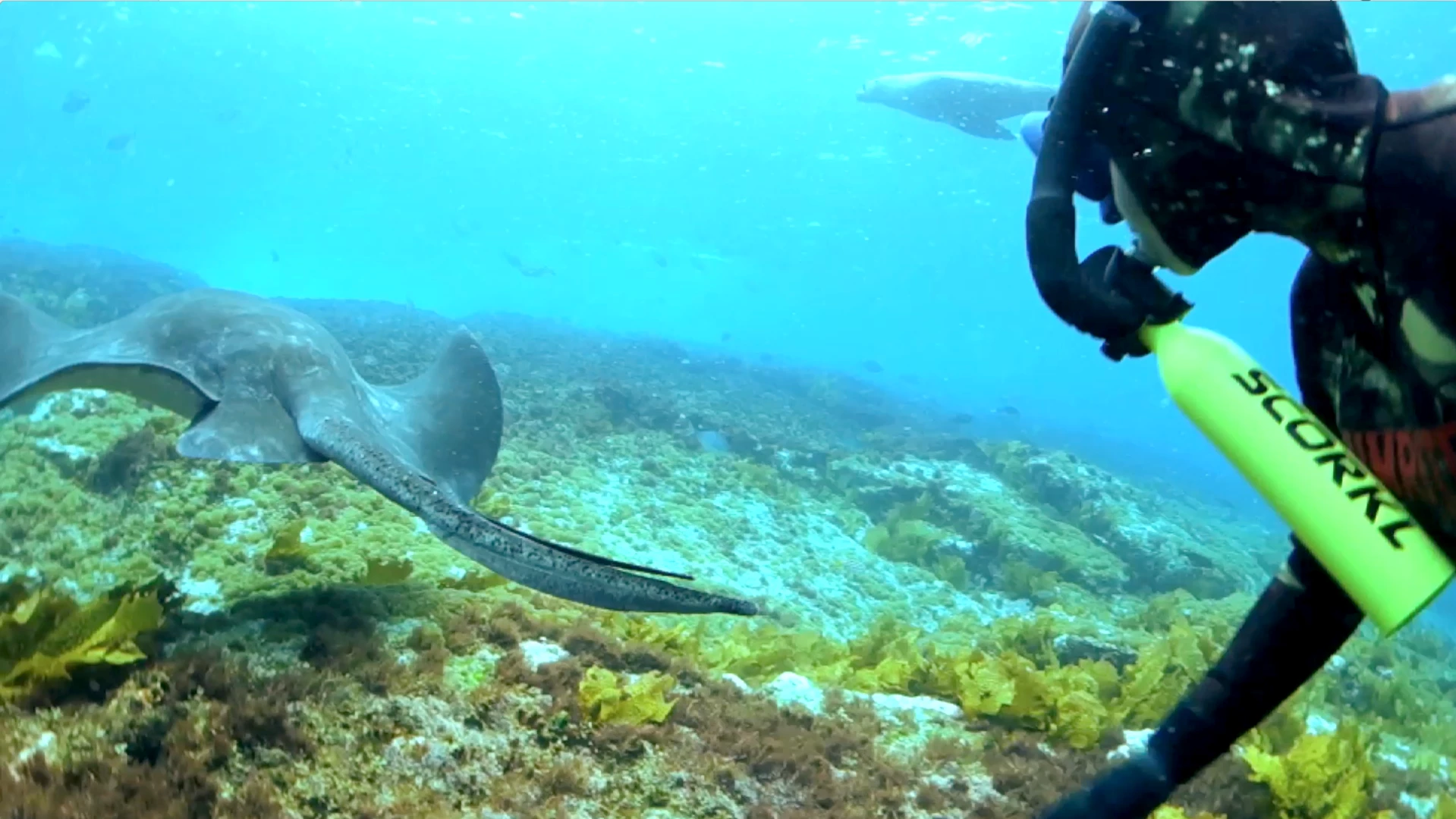 The Scorkl offers new worlds of exploration. Instead of holding your breath for 15 to 20 seconds for each exploratory venture underwater as you would do without assistance, the Scorkl expands your underwater range by 30 to 60 times.