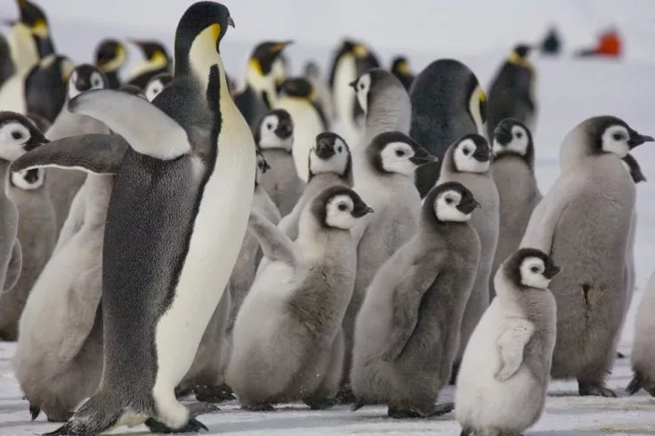 Emperor penguins (Aptenodytes forsteri) need sea ice to breed