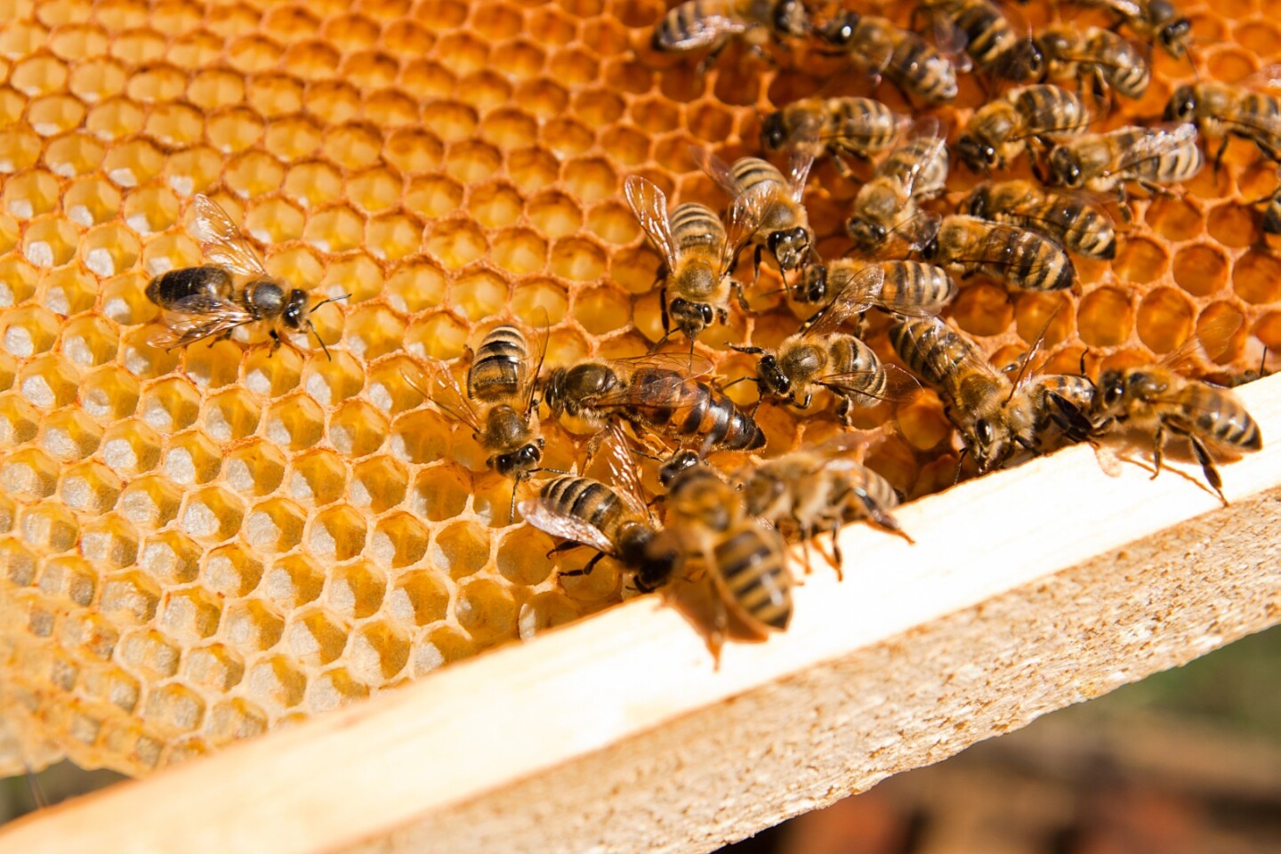 Queen bee's secret sauce uncovers a key ingredient that keeps stem