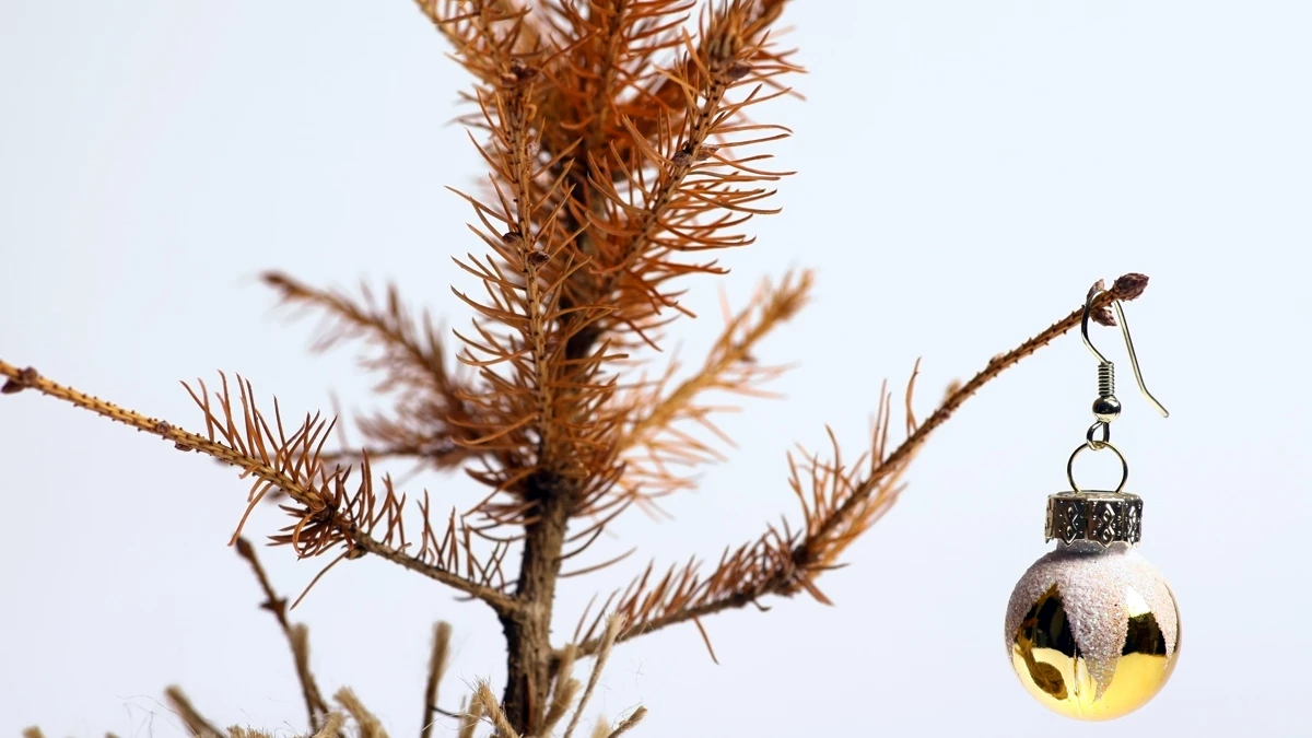 A class of Australian schoolgirls have discovered an easy way to keep Christmas trees greener for longer (Photo: Shutterstock)