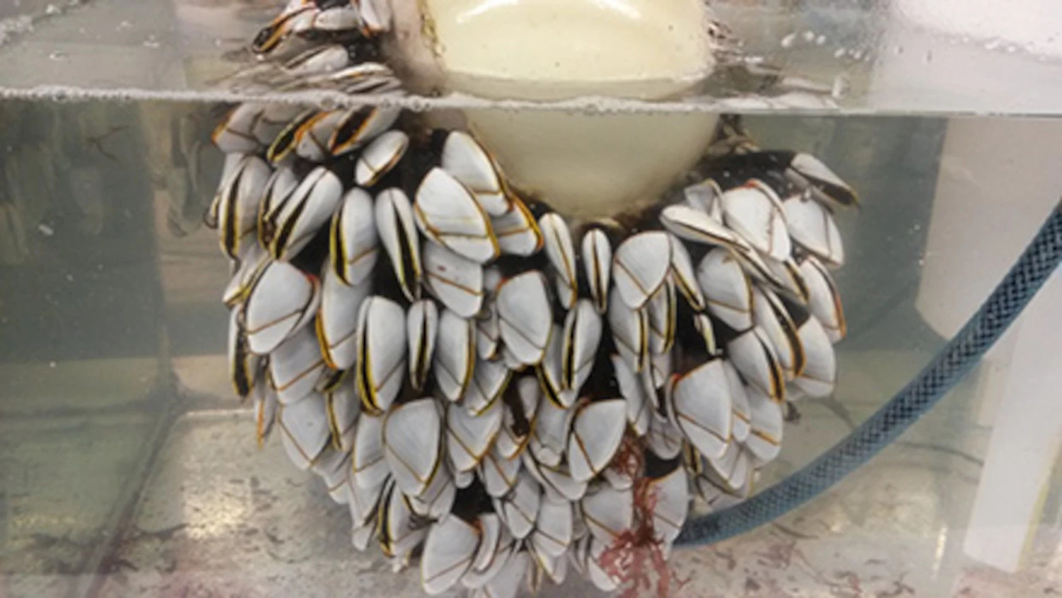 Lepas anatifera being grown in the lab