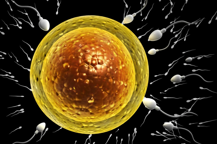 Researchers have identified a new protein that helps eggs attract sperm, which may pave the way for new fertility treatments