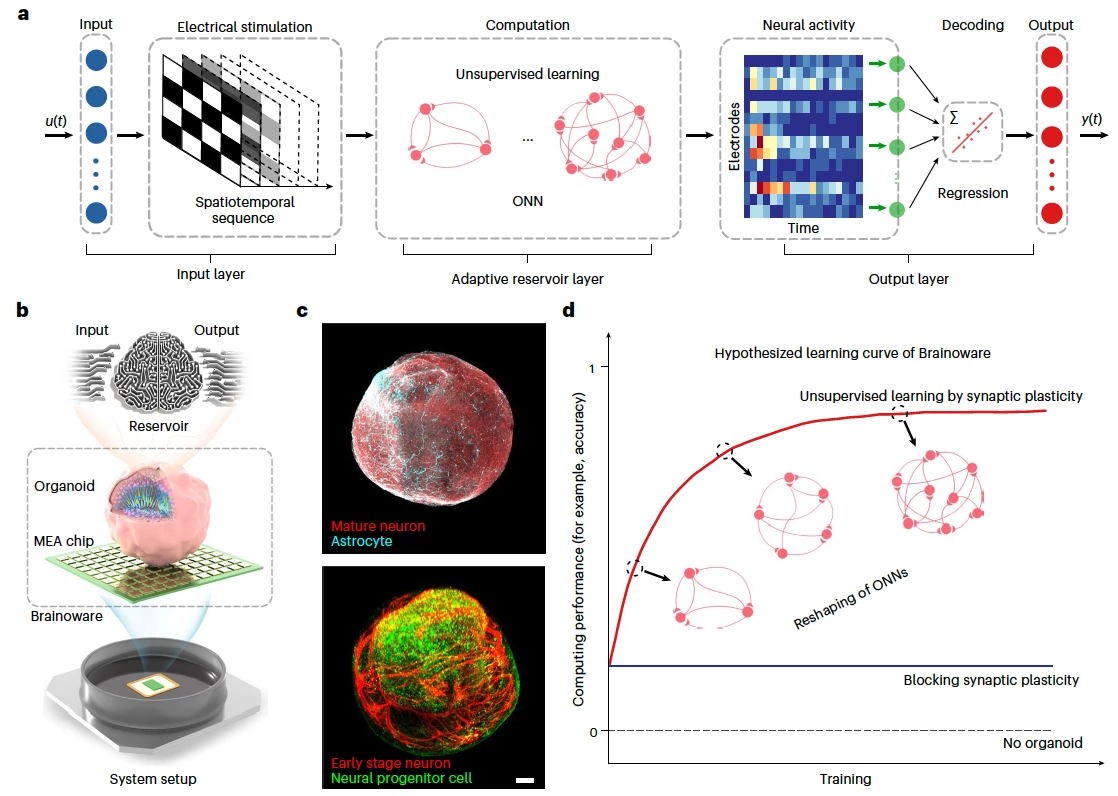 The experimental setup was able to send electrical signals into the mini-brain and read neuron activity as an output