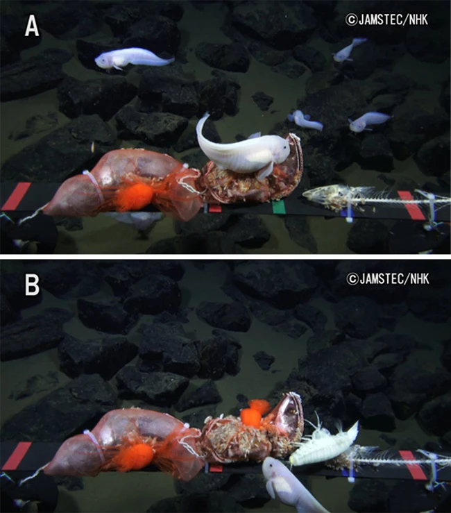 The researchers also filmed deep sea organisms at a depth of 7,498 m, including amphipods and snailfish