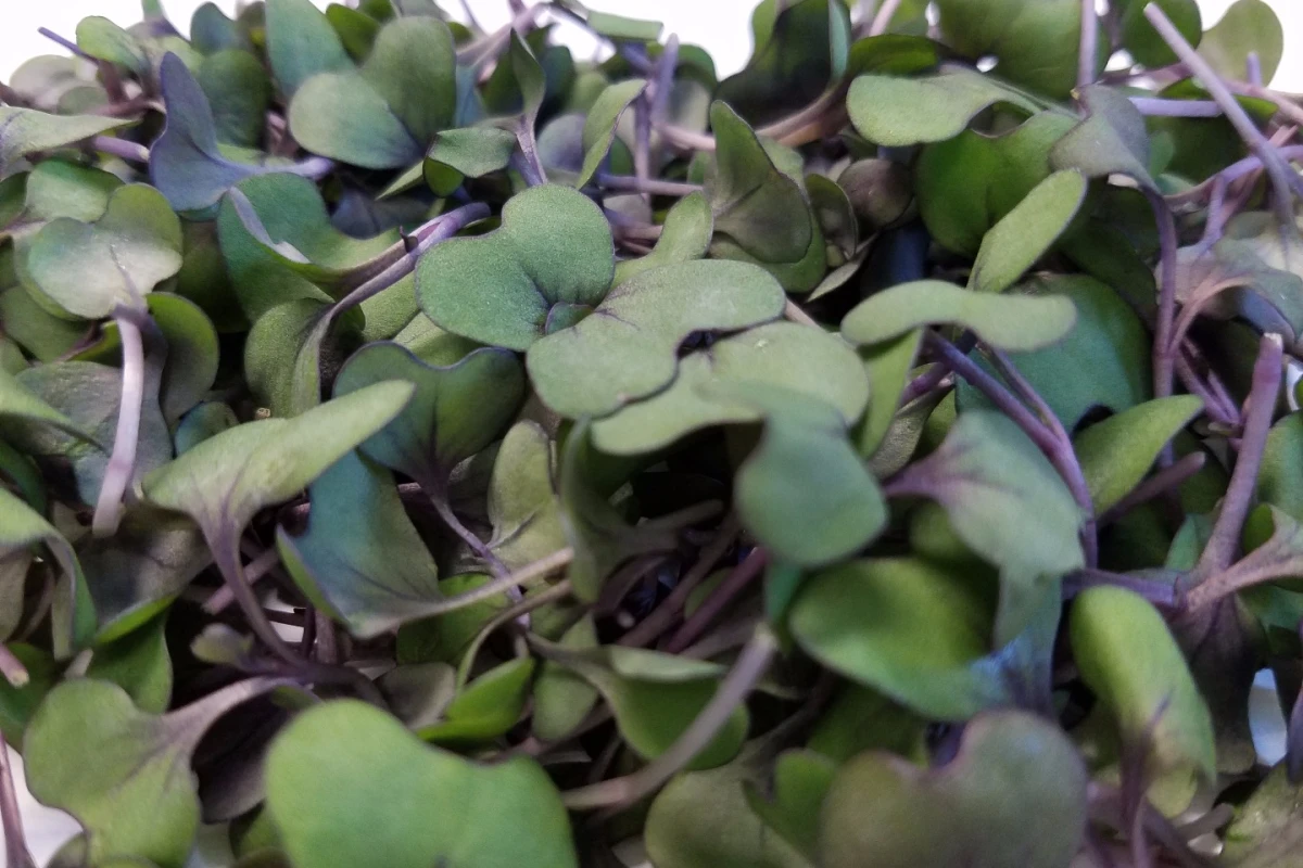 In a mouse study, red cabbage microgreens helped lower “bad” cholesterol, weight gain and blood pressure in animals on a high fat diet