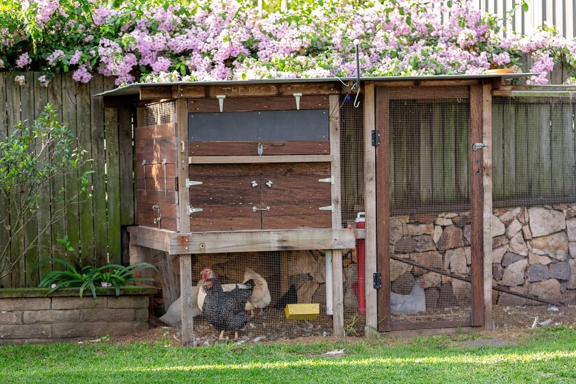 Lead in eggs from hens in city backyards raises urban farming concerns Lead in eggs from hens in city backyards raises urban farming concerns