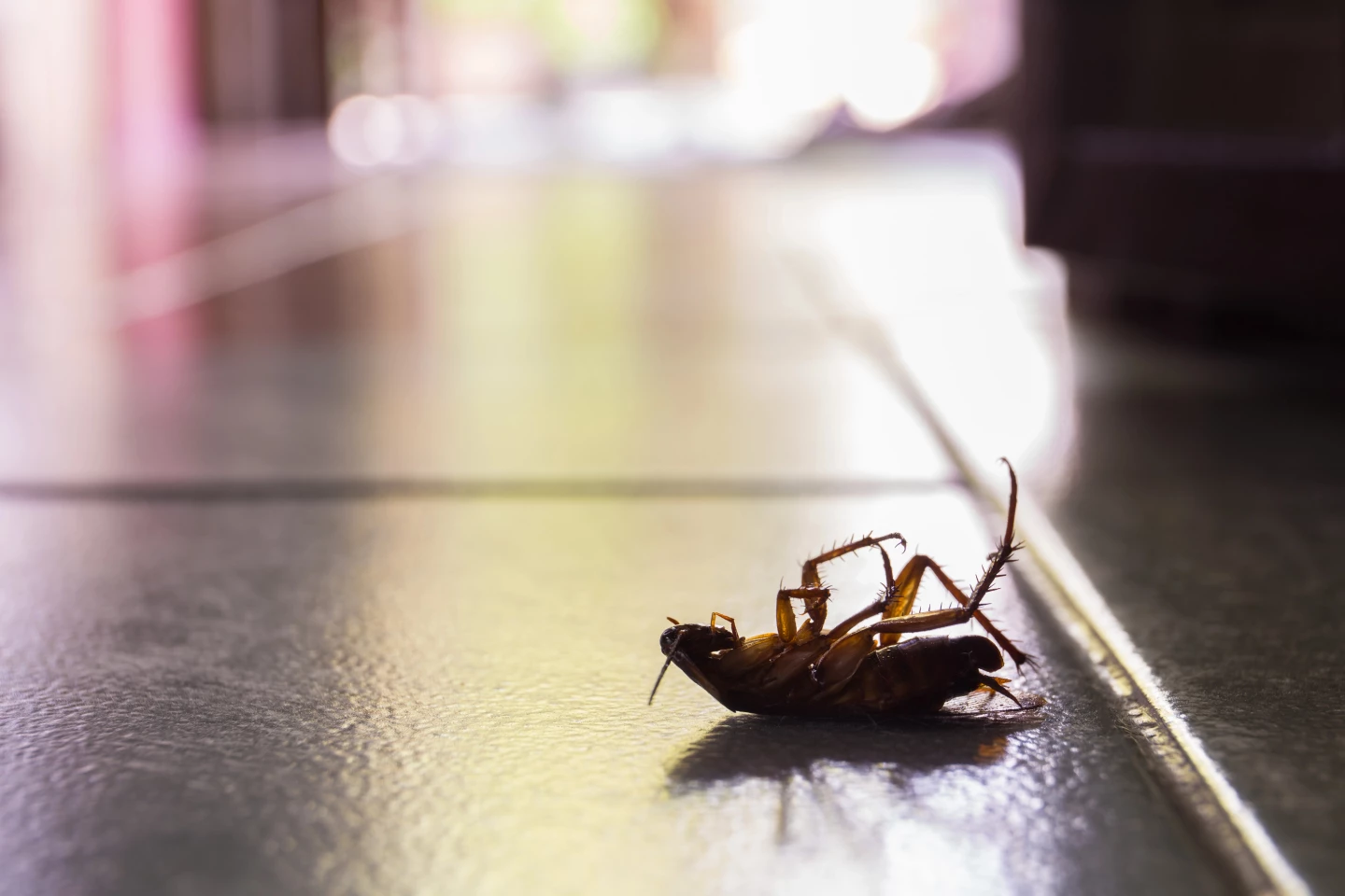 Cockroaches release toxic compounds that pollute indoor air