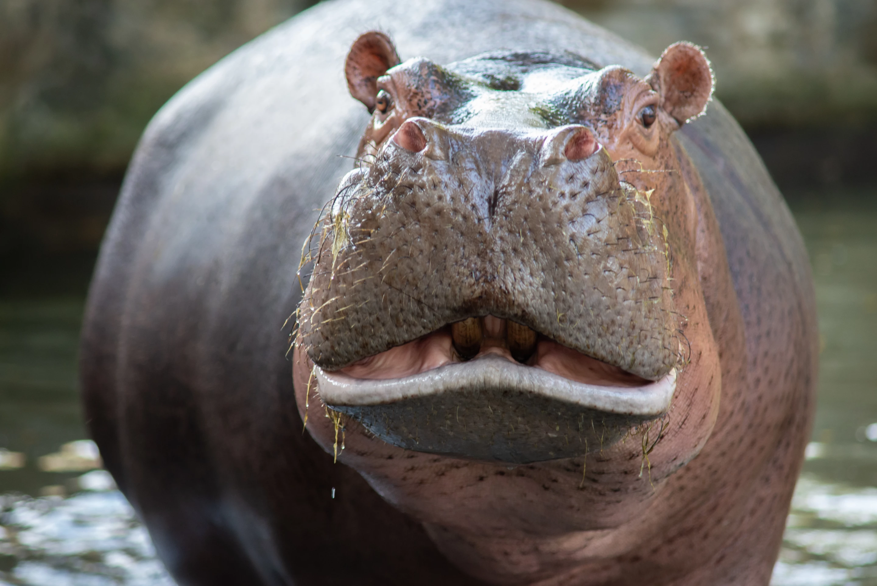 The world's most aggressive herbivore is now a Colombian menace