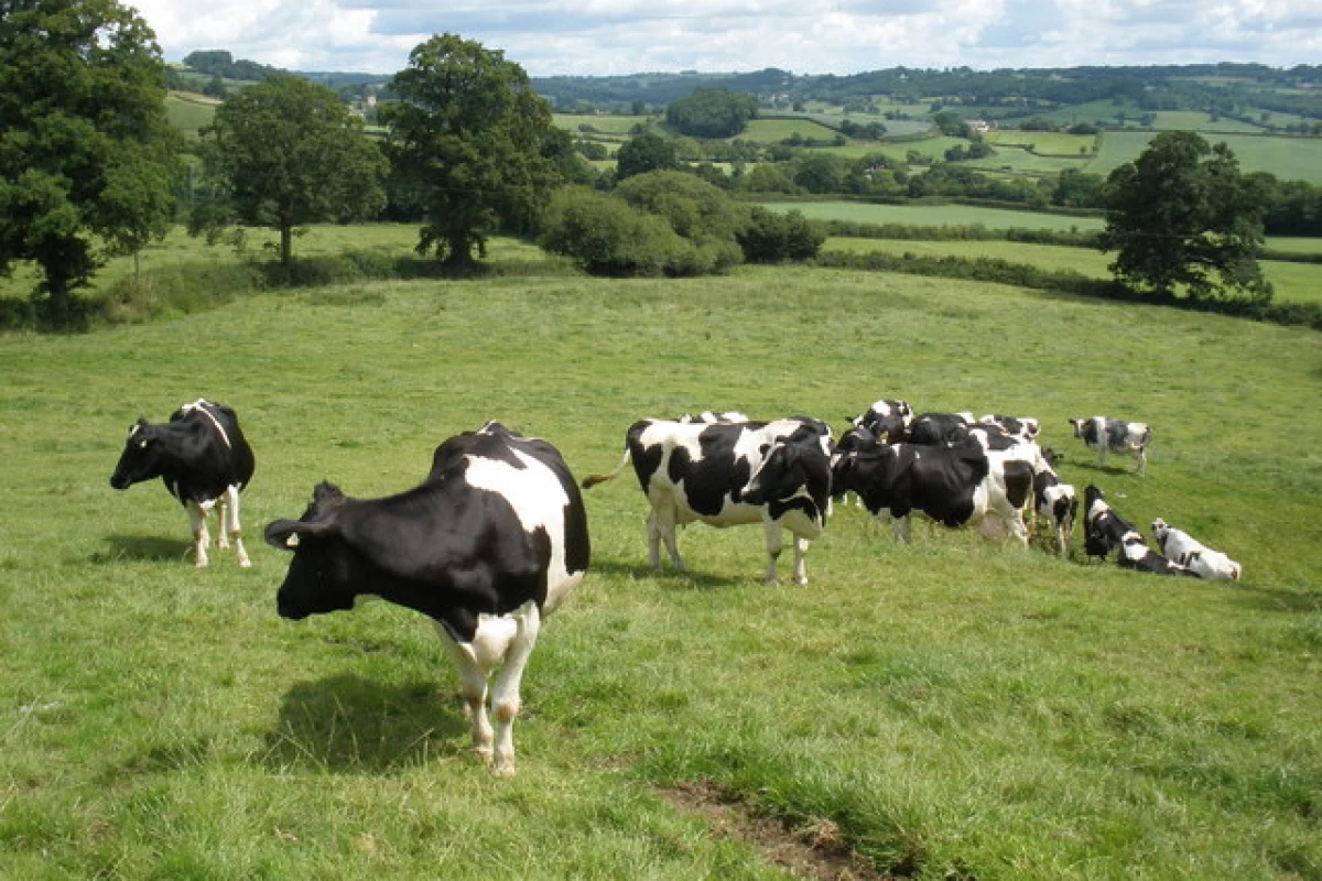 Scientists have successfully obtained human breast milk from genetically altered cattle (Photo: Roger Cornfoot)