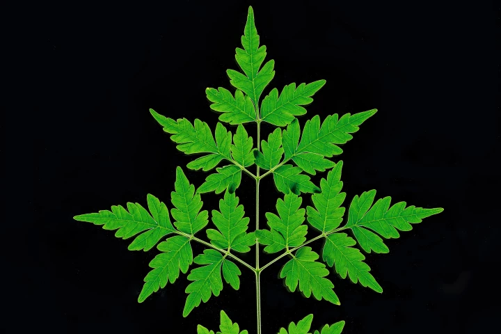 The Chinaberry produces a natural bee-friendly pesticide known as azadirone