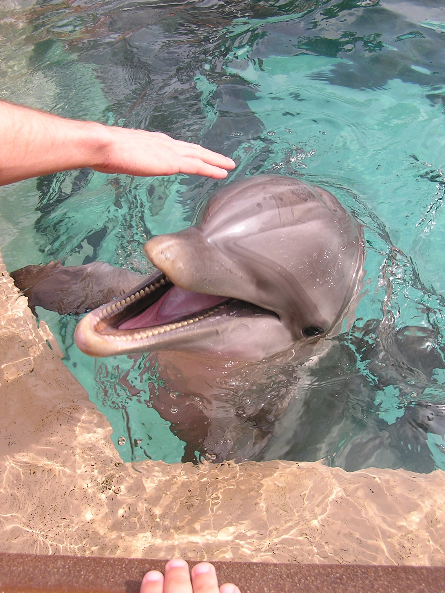 Scientists are working on an underwater device that could facilitate two-way human-dolphin communications (Photo: szlea via Flickr)