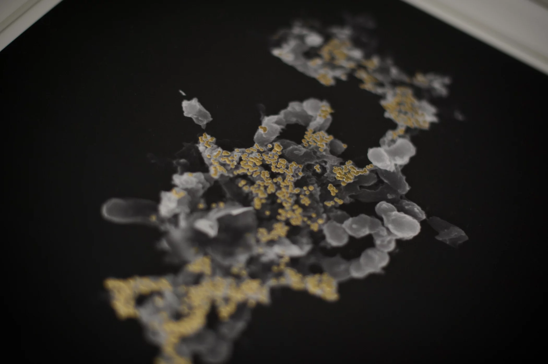 Gold produced from the bioreactor identifies gold deposits in this digital image produced by Adam Brown (Photo: G.L. Kohuth)