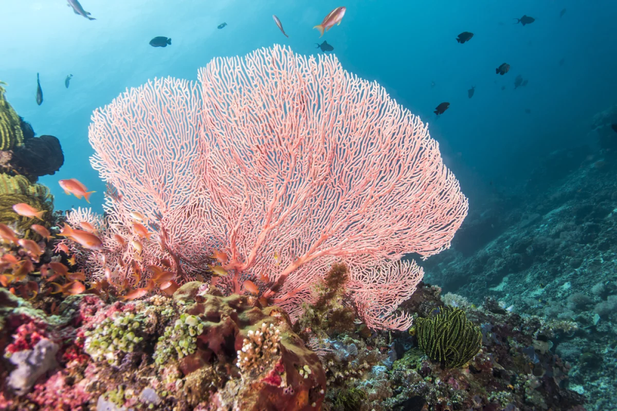 A synthetic material that mimic the structure of coral could help remove toxic heavy metals from the ocean (Credit: Shutterstock)