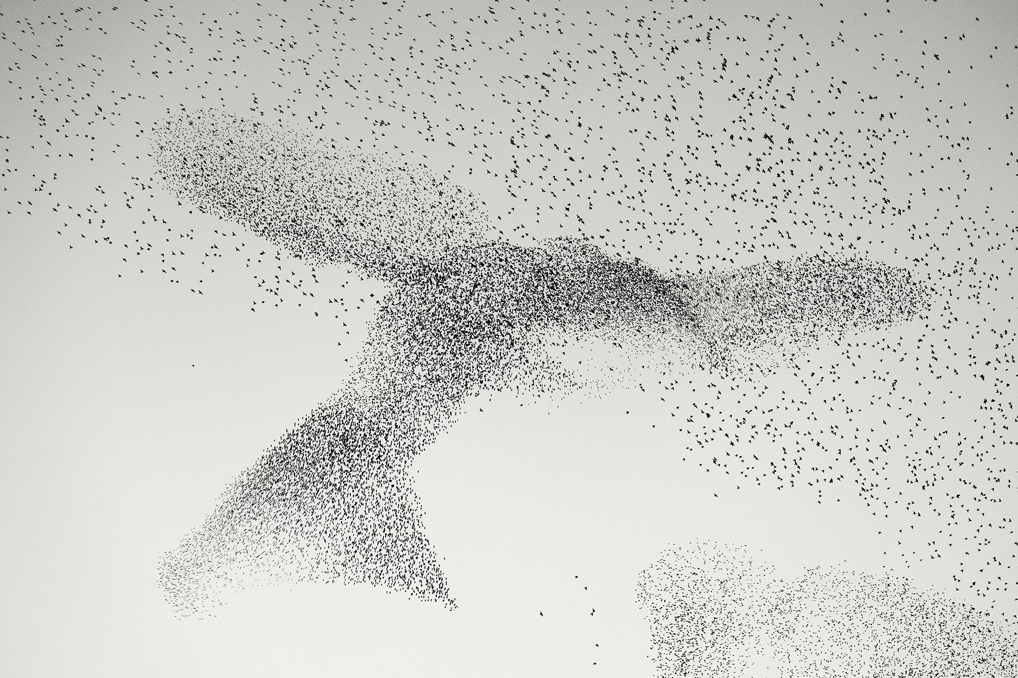 "'Starling Murmuration," a finalist in the 2023 Wildlife Photographer of the Year’s People’s Choice Award shortlist. A flock of starlings over Rome take on the uncanny shape of a giant bird