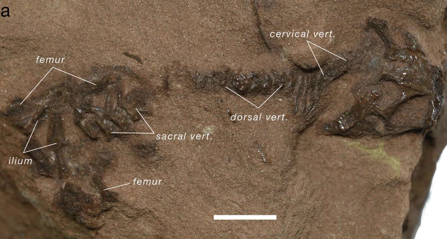 Overview of complete A. helsbypetrae specimen