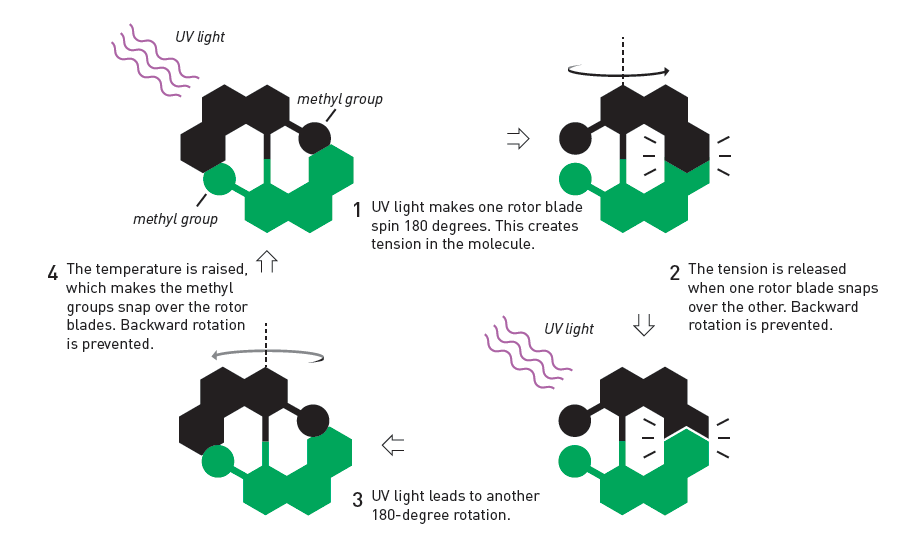 An illustration showing how Ben Feringa's molecular motor works