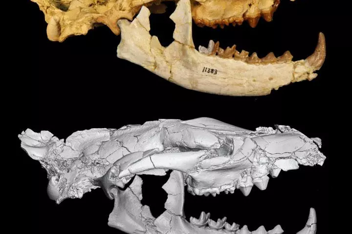 The skull of the newly identified Masrasector nananubis, a 34-million-year-old predator that roamed the Earth before modern-day lions and hyenas