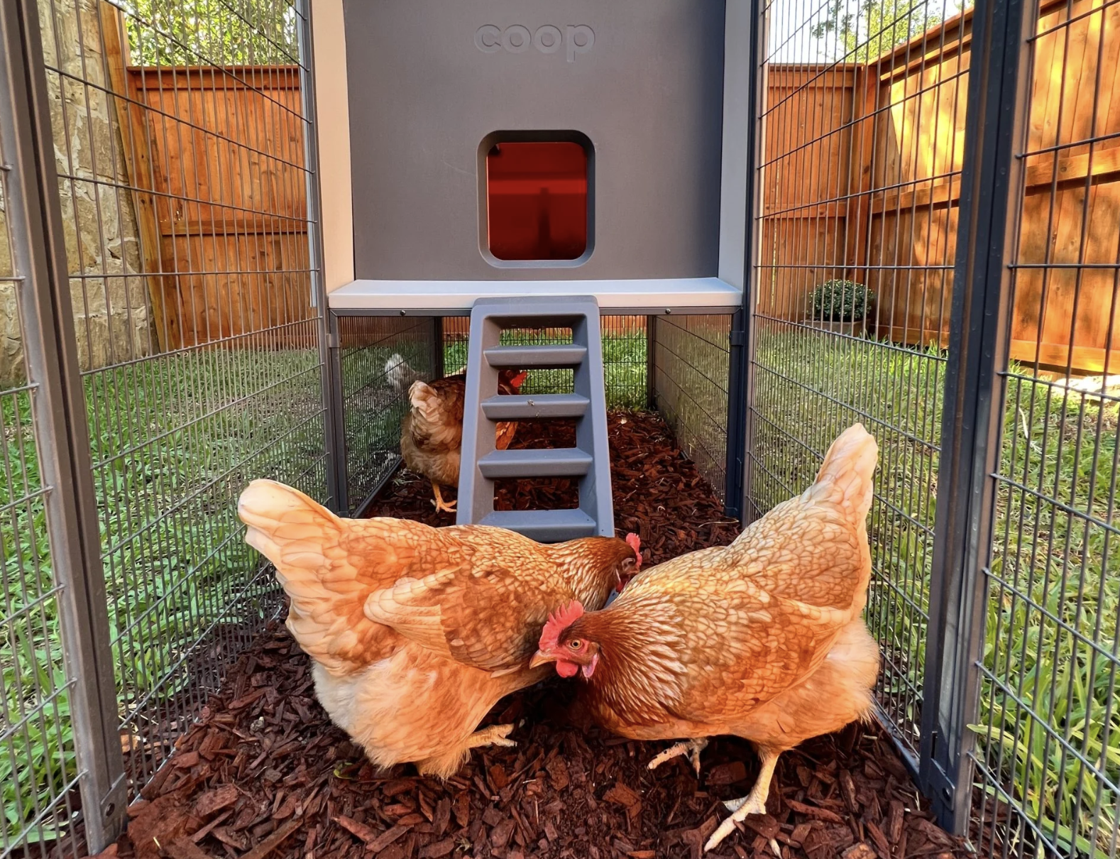 Smart coop AI 'Albert Eggstein' can now translate your chickens' chatter