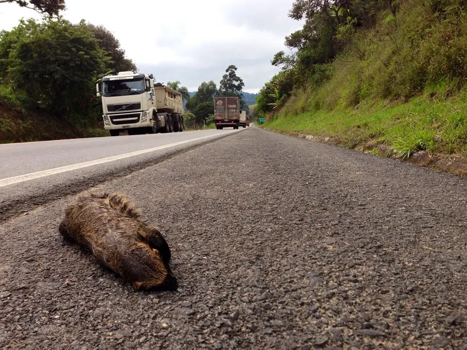 It is estimated that 15 animals per second die on highways in Brazil