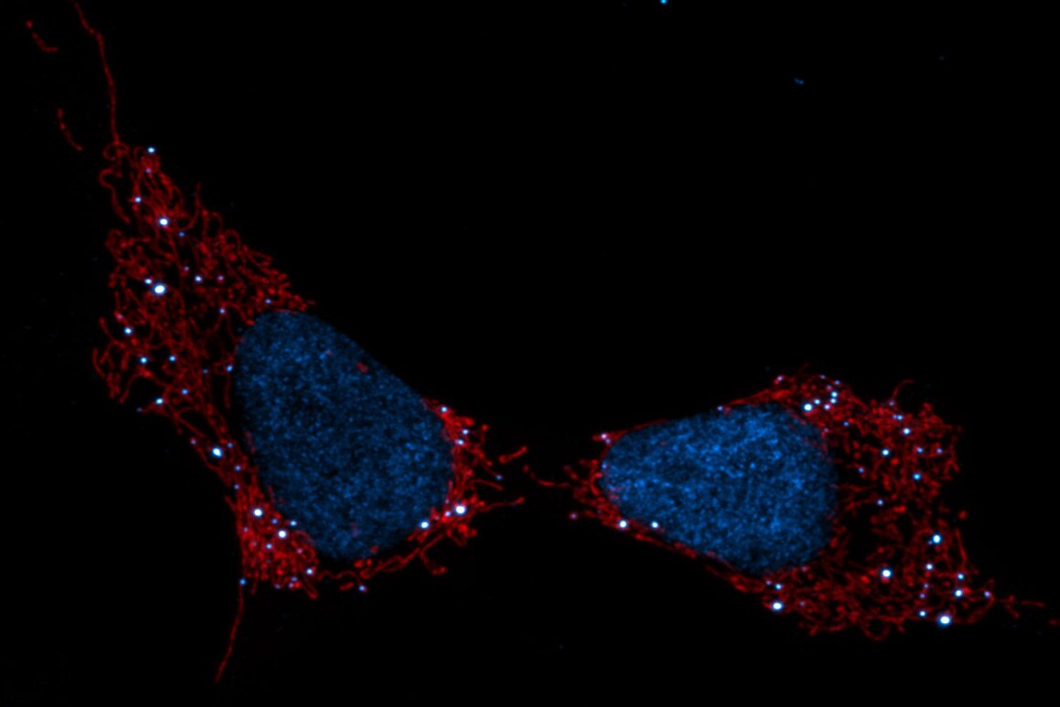 Mitochondria seen in red, cell nuclei (blue) and mtDNA (white dots)