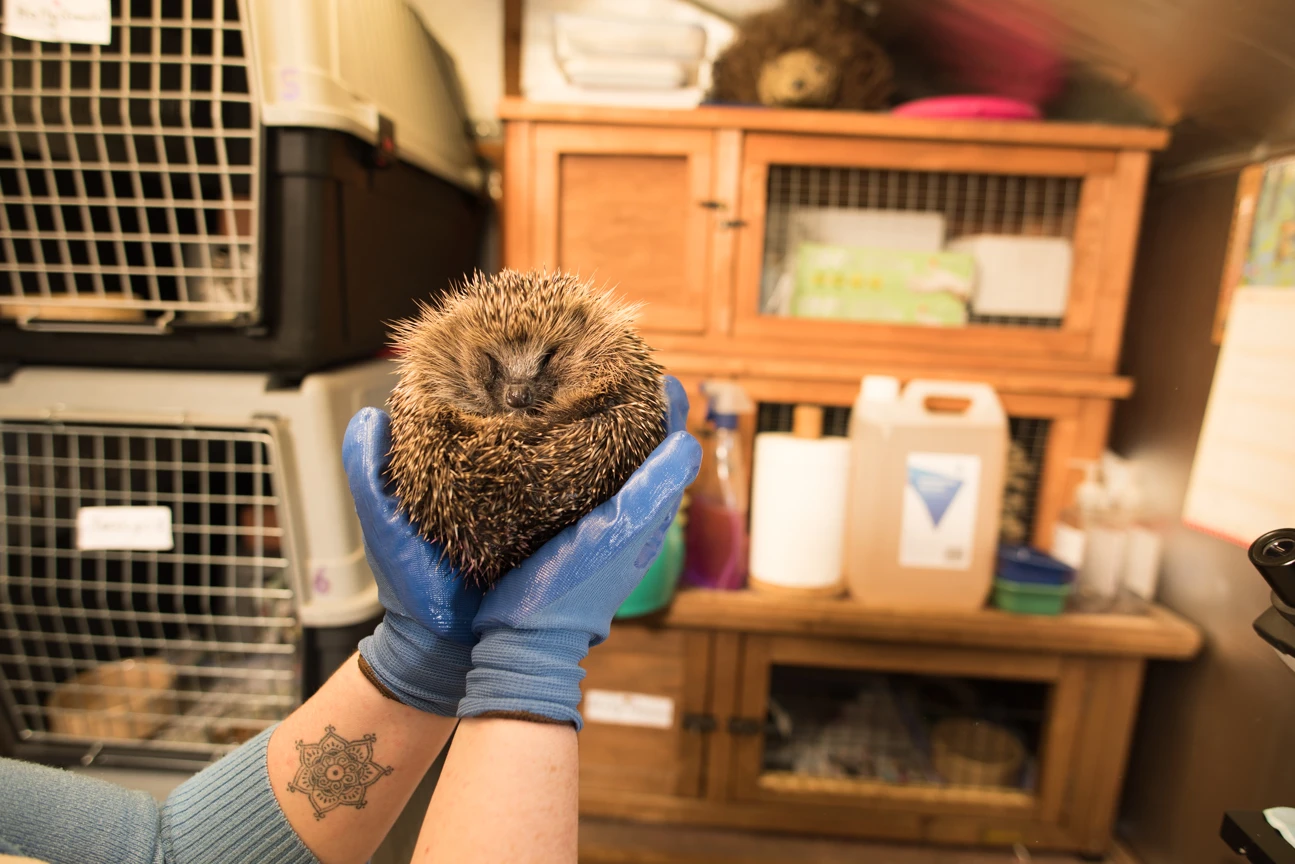 Pricklebums is owned by Annie Hill