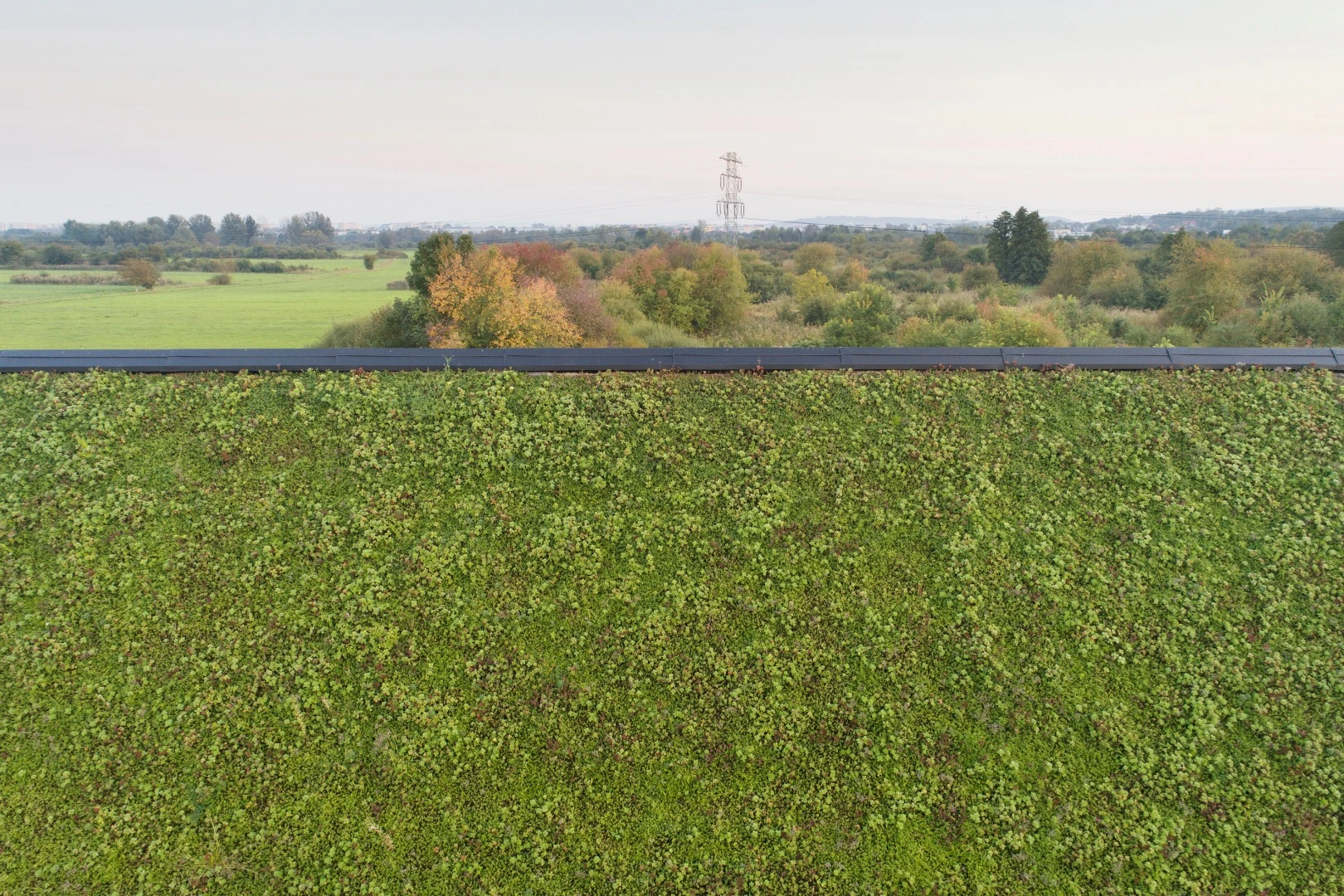 House behind the Roof's green roof has hardy drought-resistant plants that will not require watering