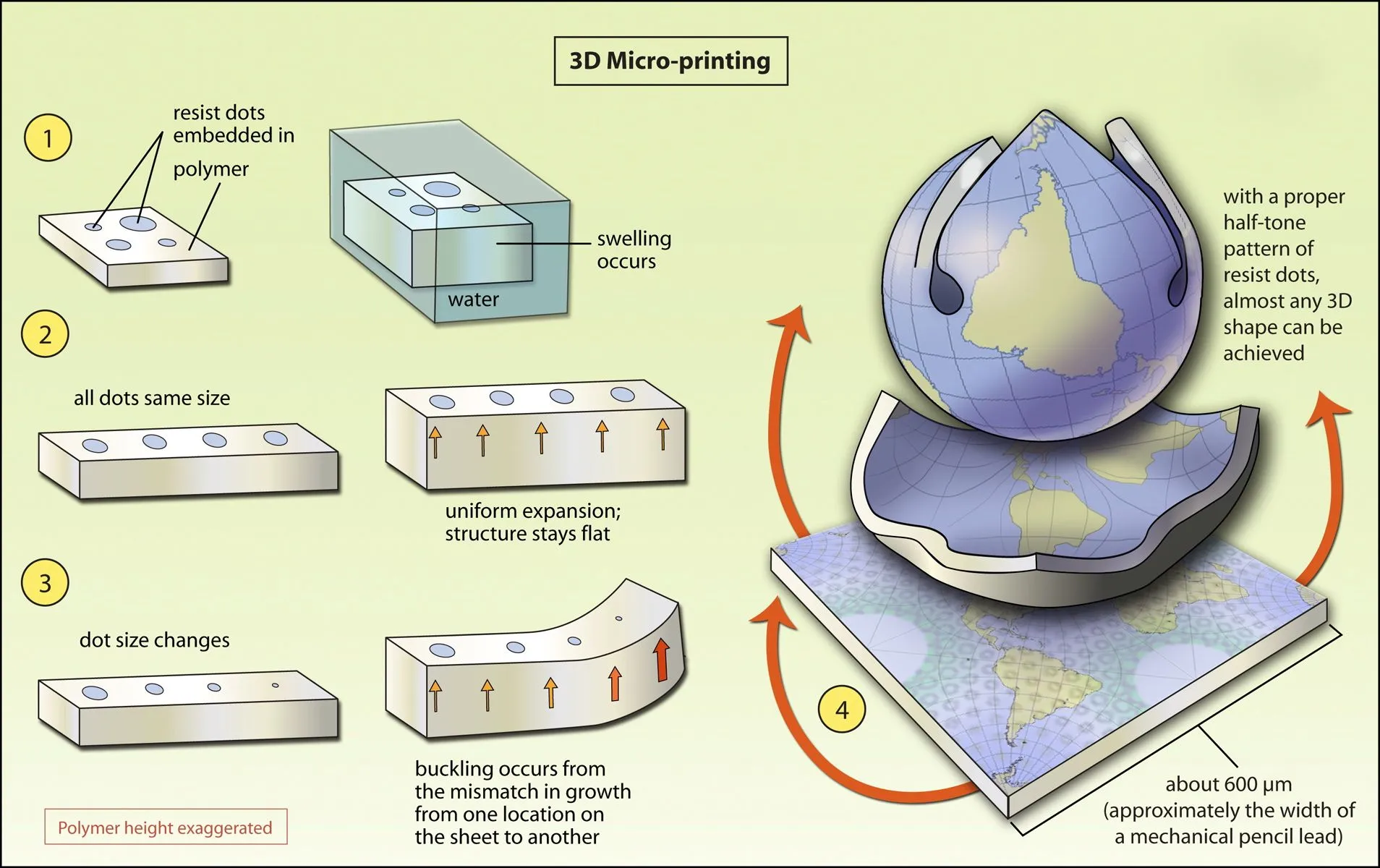 Using a photolithography process, scientists have created flat polymer sheets that bend themselves into three-dimensional shapes when exposed to water
