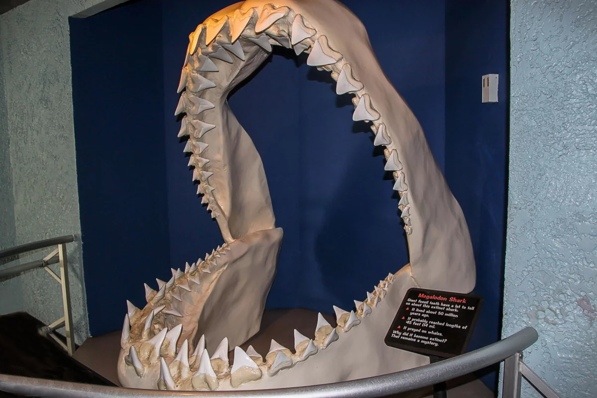 A model of megalodon jaws on display at Sea World, San Diego
