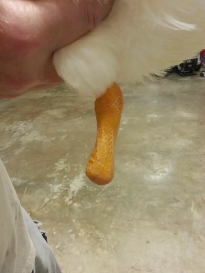 Buttercup's deformed foot was removed back in February
