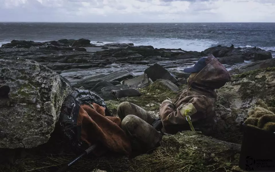 Dahlia Foo won the Ecologists in Action sub-category with this shot of Foo working with long-nosed fur seals