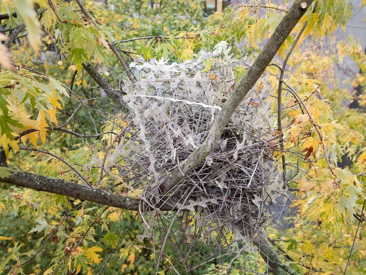 The magpie nest in its original location